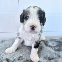 Cole - Blue merle male Bernedoodle puppy in Waco, Texas from Hope Valley Doodles