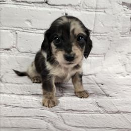Ruby - Dapple female Dachshund puppy in Anaconda, Montana from Williams Family Dachshunds