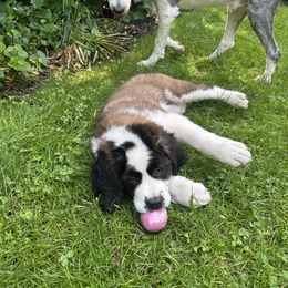 Companion Cross and Saint Bernard Puppies from Coleman Saint Bernards of Ohio
