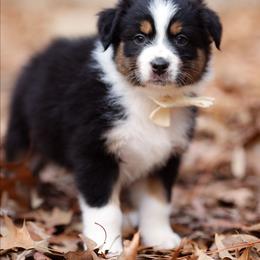 Joy - Black tri-color female Australian Shepherd puppy in Georgetown, Texas from River Reign Australian Shepherds