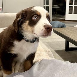 Miniature Australian Shepherd Puppies from Yarborough Kennels