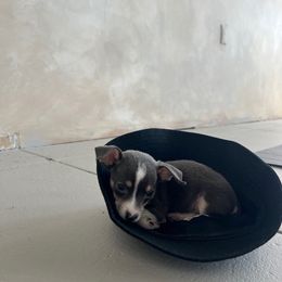 Chihuahua Puppies from Chihuahua Mama