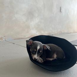 Chihuahua Puppies from Chihuahua Mama