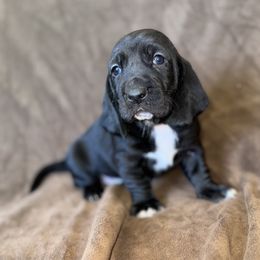 Delilah - Black and white female Basset Hound puppy in Yarnell, Arizona from Boulder Oak Bassets