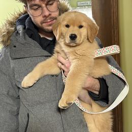 Golden Retriever Puppies from Skyland Golden Retrievers