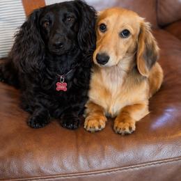 Dachshund All Grown Up from East Texas Dachshunds