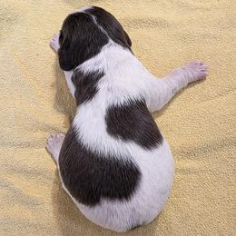 Keebler - Liver and white male English Springer Spaniel puppy in Florida from Thunderbird Springers