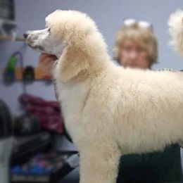 Atlas Orange Boy - Poodle puppy in Minnesota from Talisman Poodles
