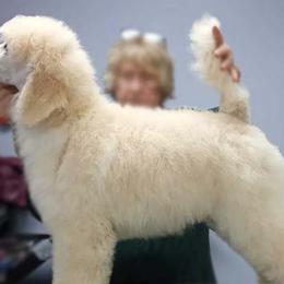 Atlas Orange Boy - Poodle puppy in Minnesota from Talisman Poodles