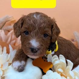 Blitz- Yellow Collar - Red  male Goldendoodle puppy in Cape Coral, Florida from Nay Nays Mini Doodles