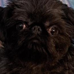 Remi - Brussels Griffon