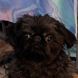 Remi - Brussels Griffon
