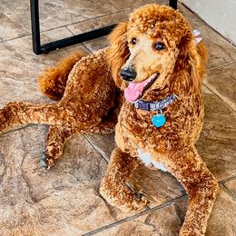 Poodles from The Garland’s Standard Poodle Breeders