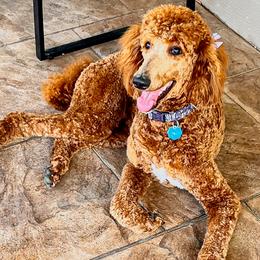 Poodles from The Garland’s Standard Poodle Breeders