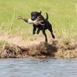 Labrador Retrievers from S&S Kennels LLC