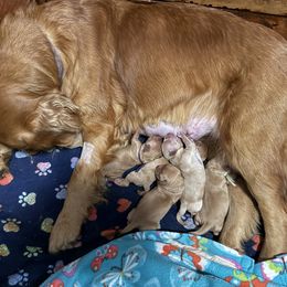 Girl 9 - female Golden Retriever puppy in Yelm, Washington from Bit O'Heaven Farm