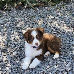 Miniature Australian Shepherd Puppies from Nasser Mini Aussies