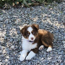 Miniature Australian Shepherd Puppies from Nasser Mini Aussies