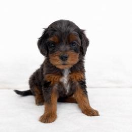 Ivy - Merle female Goldendoodle puppy in Springfield, Ohio from Dawson's Royal Companions