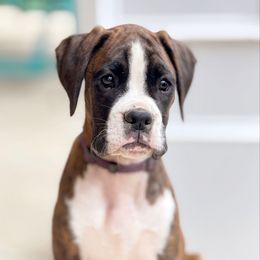 Fiona - Brindle female Boxer puppy in Georgia from Stephanie’s Boxers