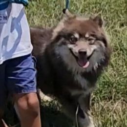Spirit - Lavender male Pomsky puppy in Weir, Texas from Bluebonnet Pomskies