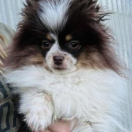 Reece - Pomeranian
