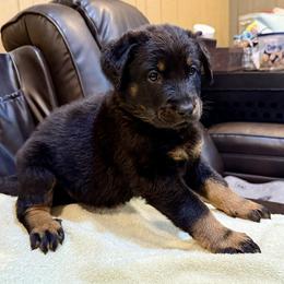 Yellow Collar - Black and tan female Beauceron puppy in Sterling, Illinois from Beaucerons of Tempete De Hope