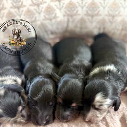 Black dapple female - Dapple female Dachshund puppy in Beaver, Pennsylvania from Meaden’s Mini Dachshunds