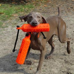 Weimaraners from Megan's Weimaraners