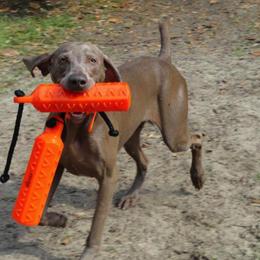 Weimaraners from Megan's Weimaraners