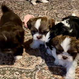Shih Tzus from Shihtzu Happen