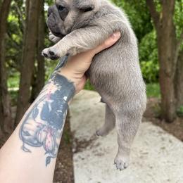 French Bulldog Puppies from Top Billin' Frenchies, LLC