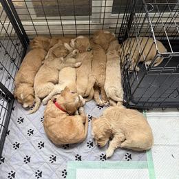 Aussiedoodle and Goldendoodle Puppies from Classic City Doodles