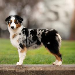 Aloy - Miniature American Shepherd