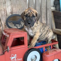 Luna - Brindle Great Dane puppy in Wimberley, Texas from Heart of Texas Great Danes