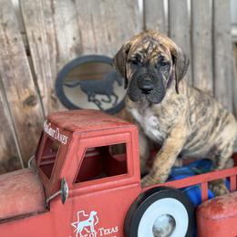 Luna - Brindle Great Dane puppy in Wimberley, Texas from Heart of Texas Great Danes