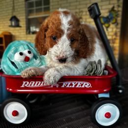 Pink Collar Female - Parti female Goldendoodle puppy in Eunice, Louisiana from Maison De Pawz