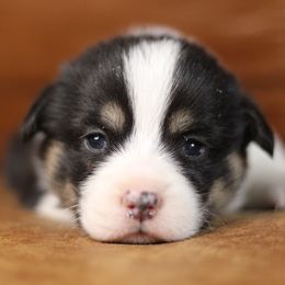 Pembroke Welsh Corgi Puppies from Ayers Acres Corgis