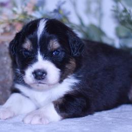 Pierre - Black tri-color male Australian Shepherd puppy in Easton, Missouri from MMA Kennel