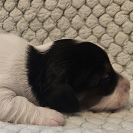 Panda 1875 - Piebald female Dachshund puppy in Ben Wheeler, Texas from Anytime Dachshunds by D.B.