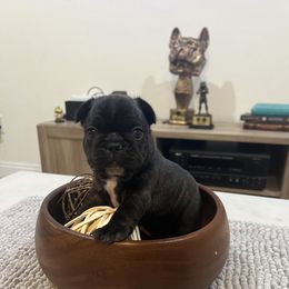 French Bulldog Puppies from Desert Madness Frenchies