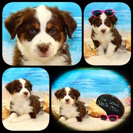 Lexus - Red tri female Toy Australian Shepherd puppy in Levelland, Texas from Once Upon a Time Aussies