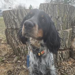 Tallulah - English Springer Spaniel