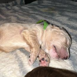 Moss - Apricot male Poodle puppy in Prosperity, Pennsylvania from Stelladoodles & Company