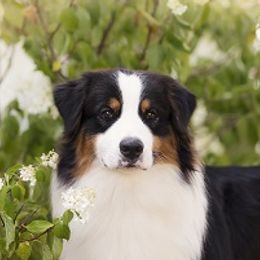 Goose - Australian Shepherd