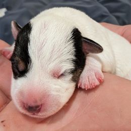 Tater - Tri-colored male Parson Russell Terrier puppy in Whitehall, Montana from Montana Jacks