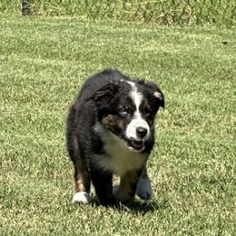 Minimal Merle-1 blue - Blue merle female Australian Shepherd puppy in Piedmont, Oklahoma from HeartDriven Aussies