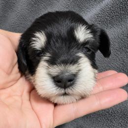 Orange Heart - Black and silver female Miniature Schnauzer puppy in White Plains, Kentucky from Devon Dunlap