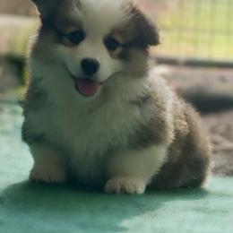 Rhys - Red male Pembroke Welsh Corgi puppy in Inola, Oklahoma from Pine Lane Pembrokes