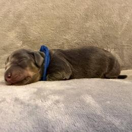 Puppy 6 - Gray (blue) and tan male Dachshund puppy in Riverside, California from Saddle Up Dachshunds